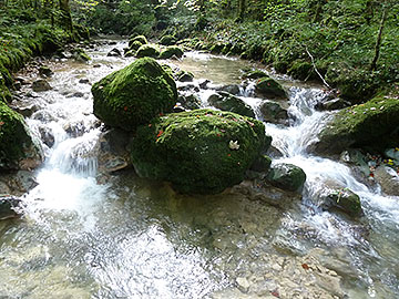 fischen in meiringen