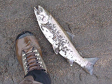 fischen in meiringen