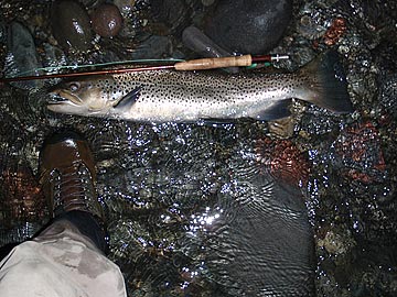 fischen in meiringen