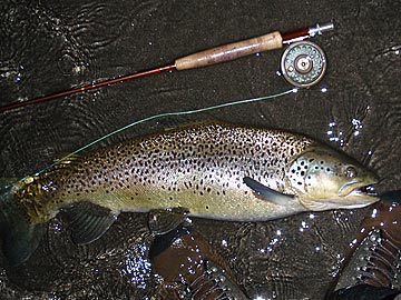 fischen in meiringen