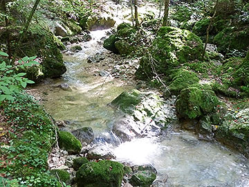 fischen in meiringen